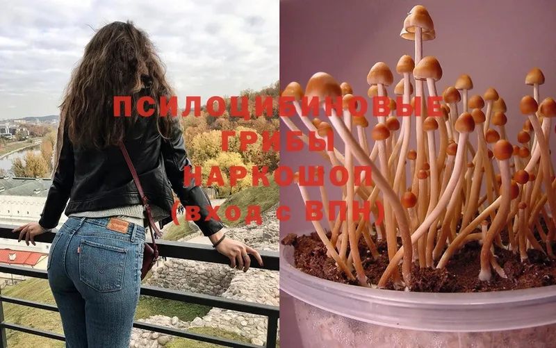 omg   Вуктыл  Псилоцибиновые грибы Psilocybine cubensis 